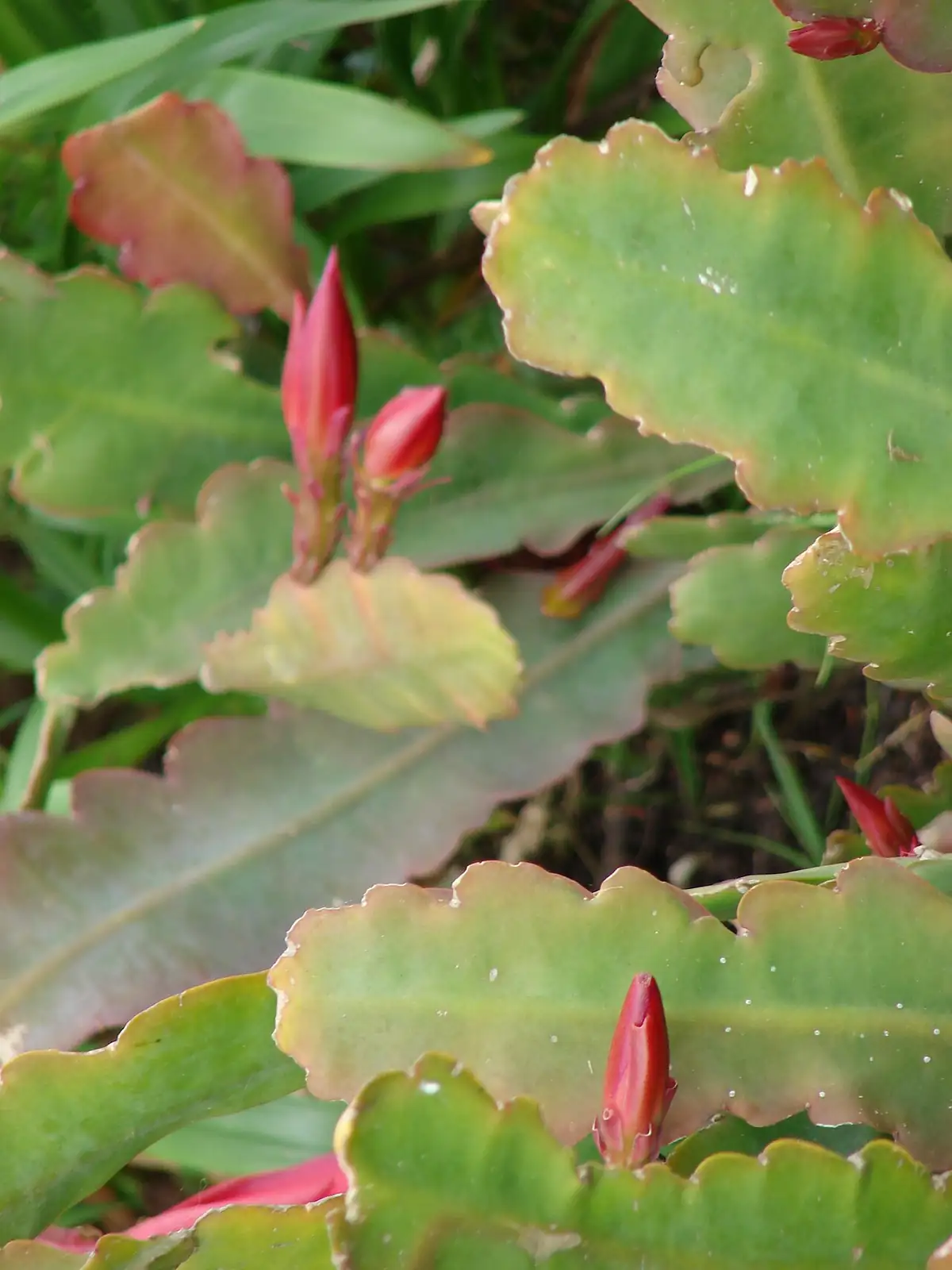 仙人指 (Schlumbergera × buckleyi) — 特写