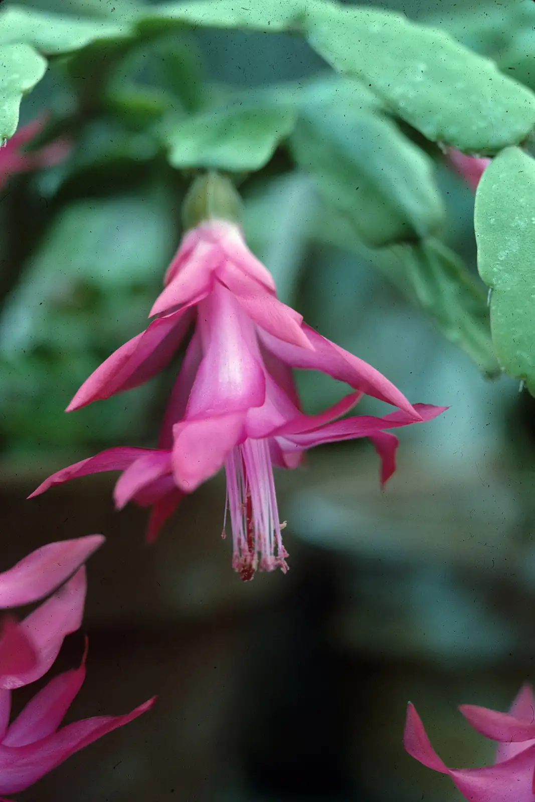 仙人指 (Schlumbergera × buckleyi) — 更多视角