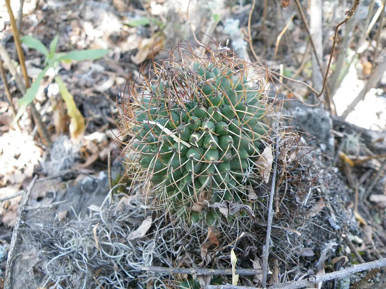 无刺多粒丸 (Mammillaria polythele) — 细节