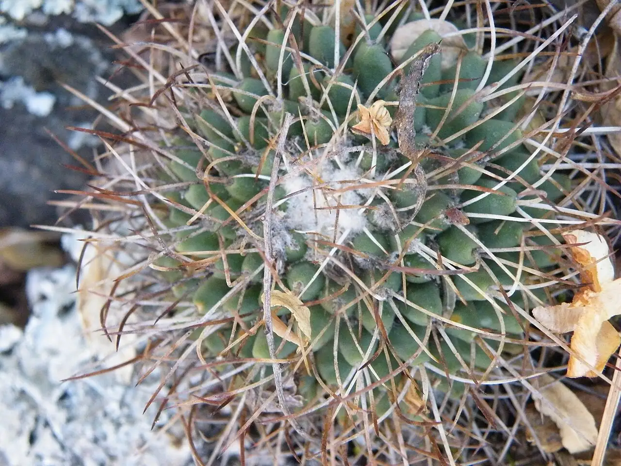 无刺多粒丸 (Mammillaria polythele) — 特写