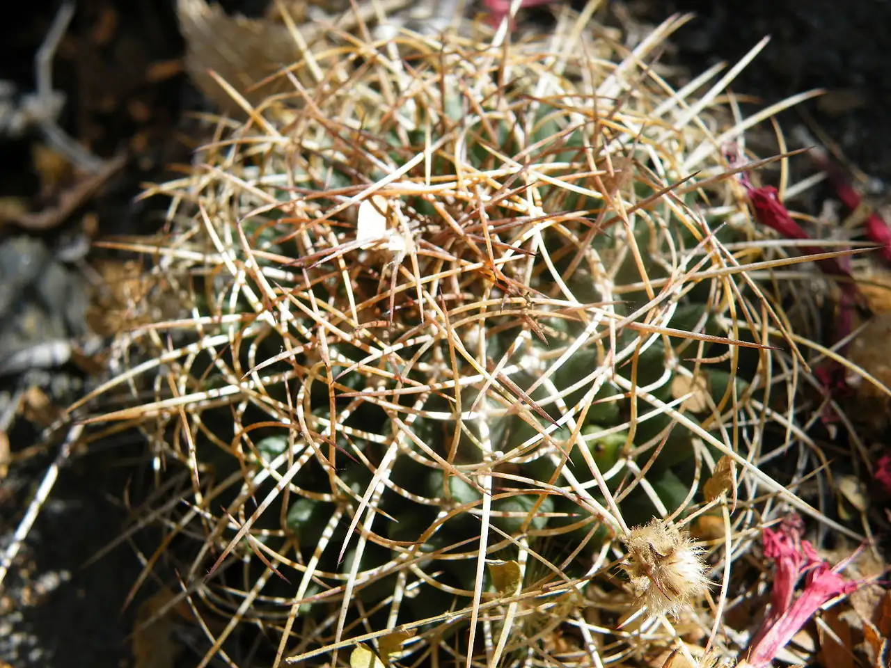 无刺多粒丸 (Mammillaria polythele) — 环境展示