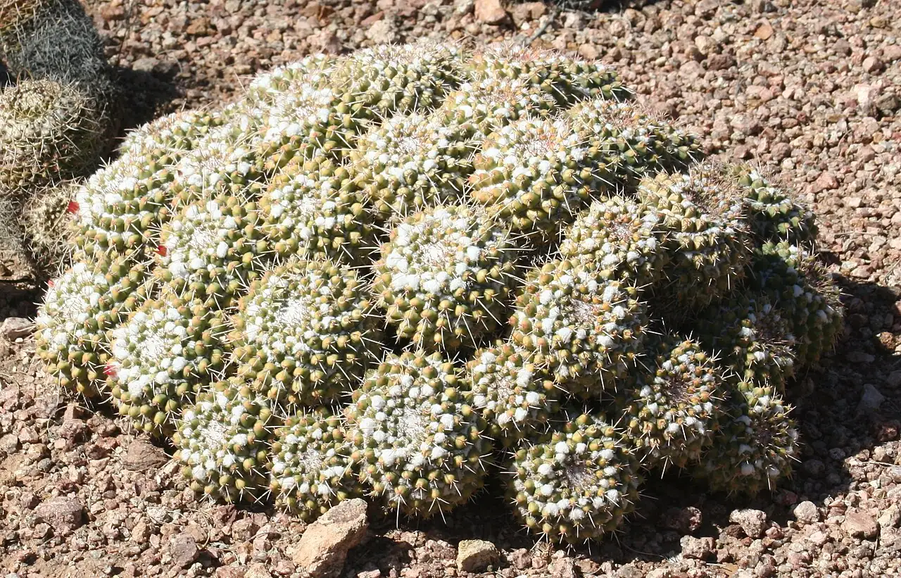 无刺多粒丸 (Mammillaria polythele) — 更多视角