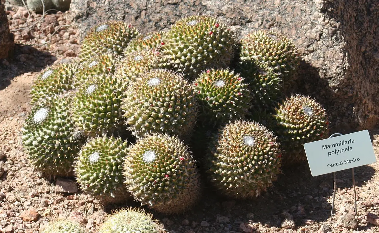 无刺多粒丸 (Mammillaria polythele) — 更多视角