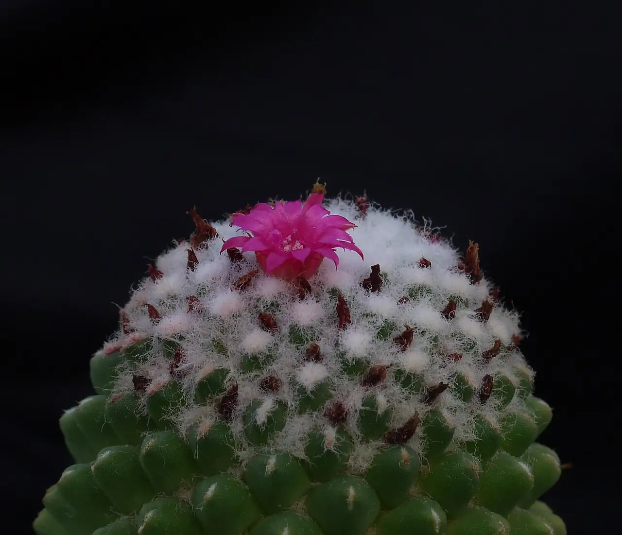 无刺多粒丸 (Mammillaria polythele) — 更多视角