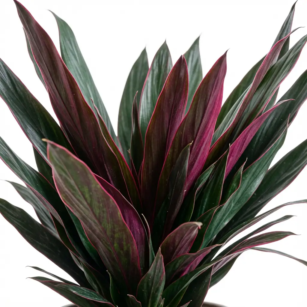 紫背万年青 (Tradescantia spathacea) — 细节