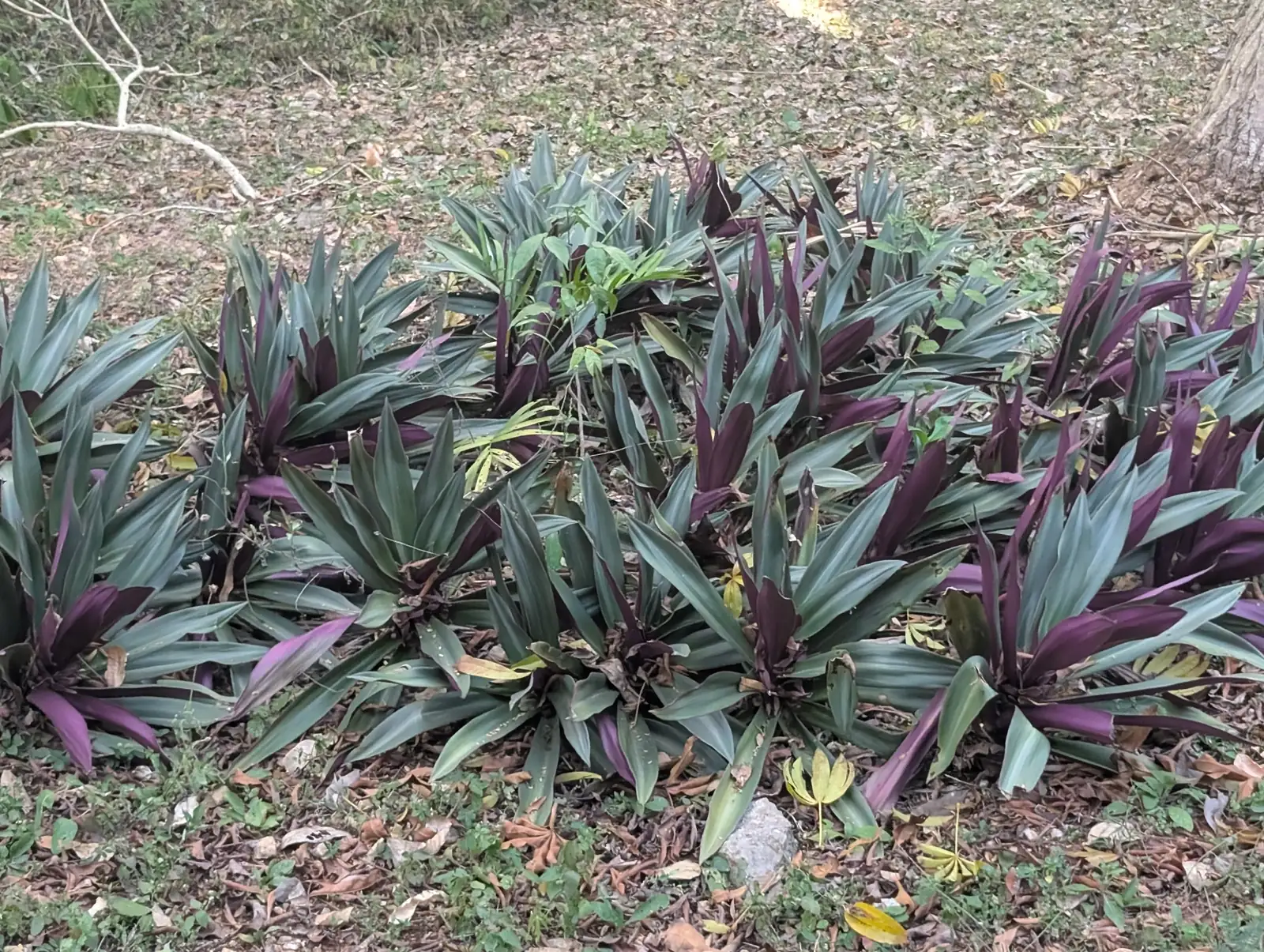 紫背万年青 (Tradescantia spathacea) — 特写