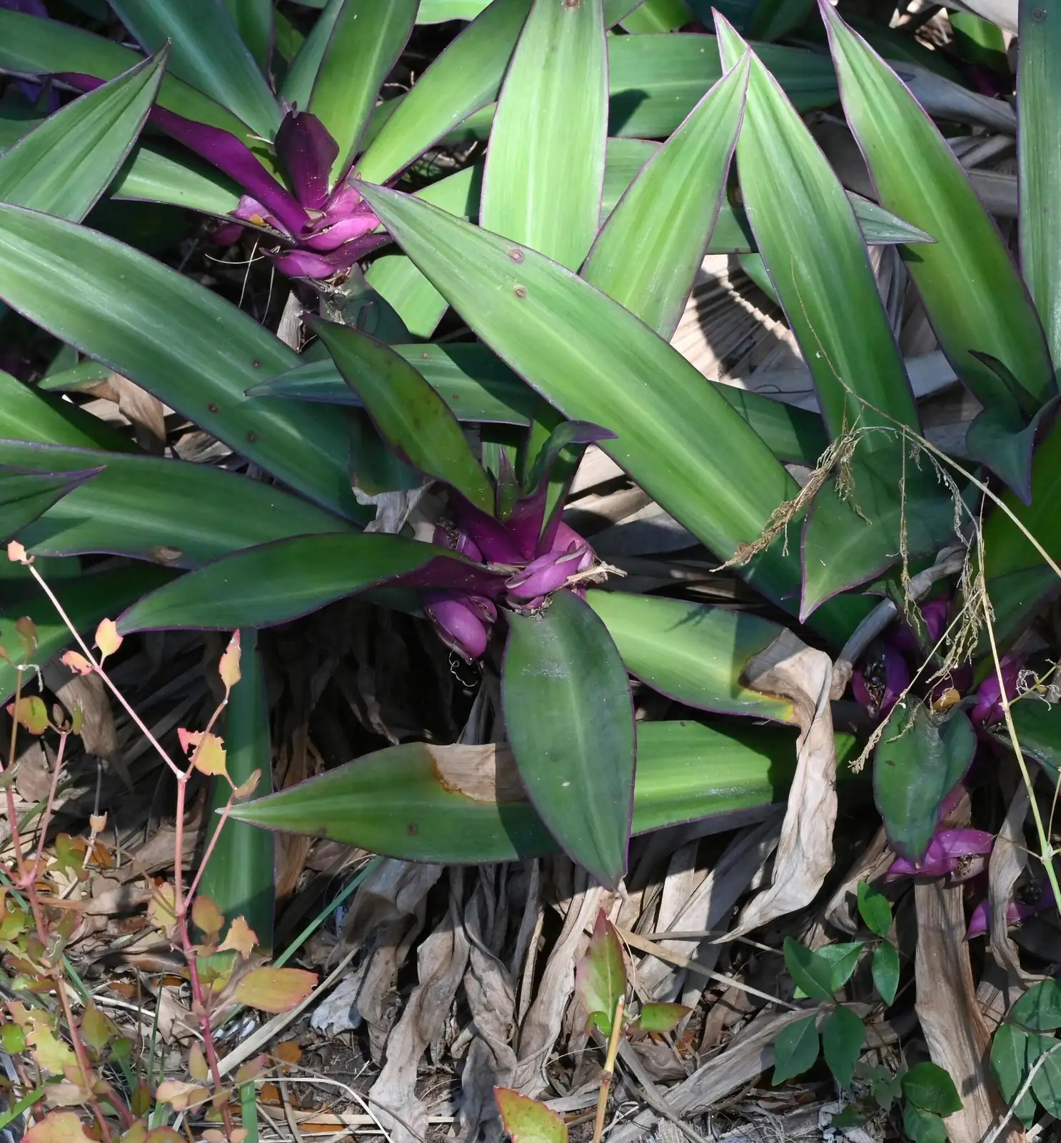 紫背万年青 (Tradescantia spathacea) — 主图