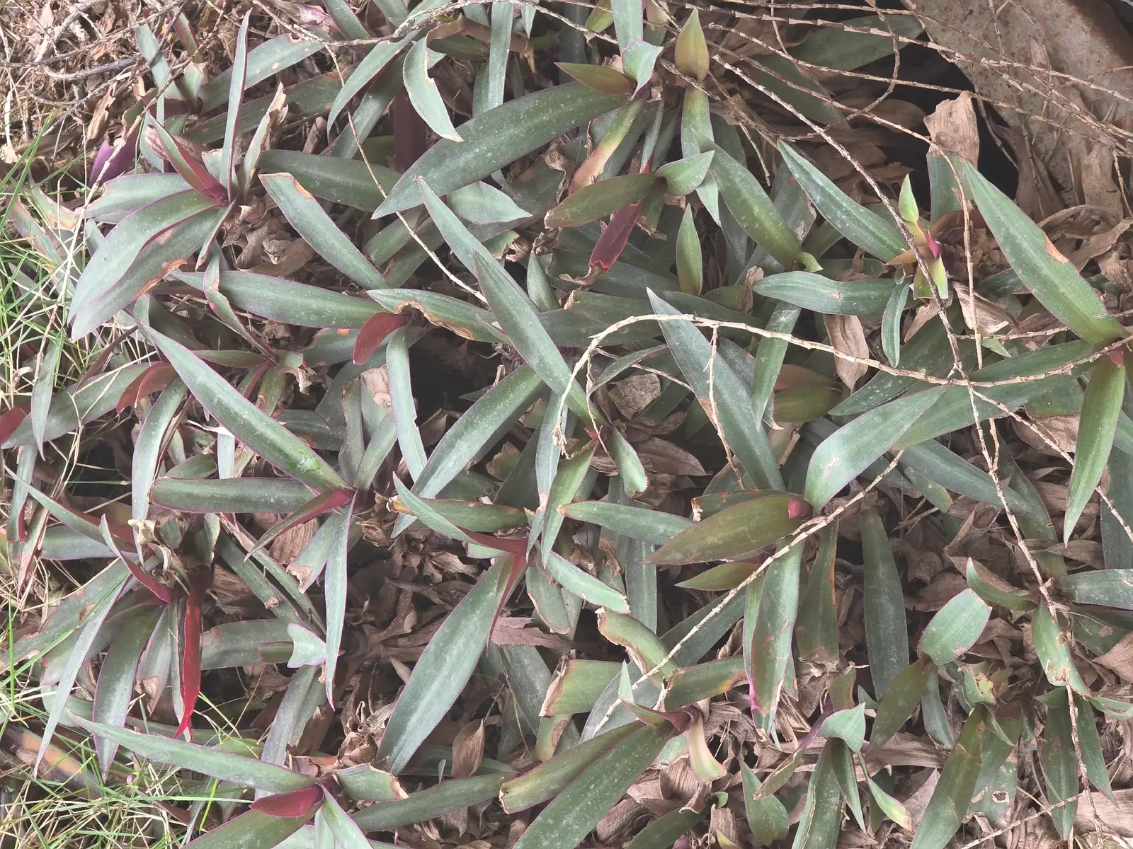 紫背万年青 (Tradescantia spathacea) — 环境展示