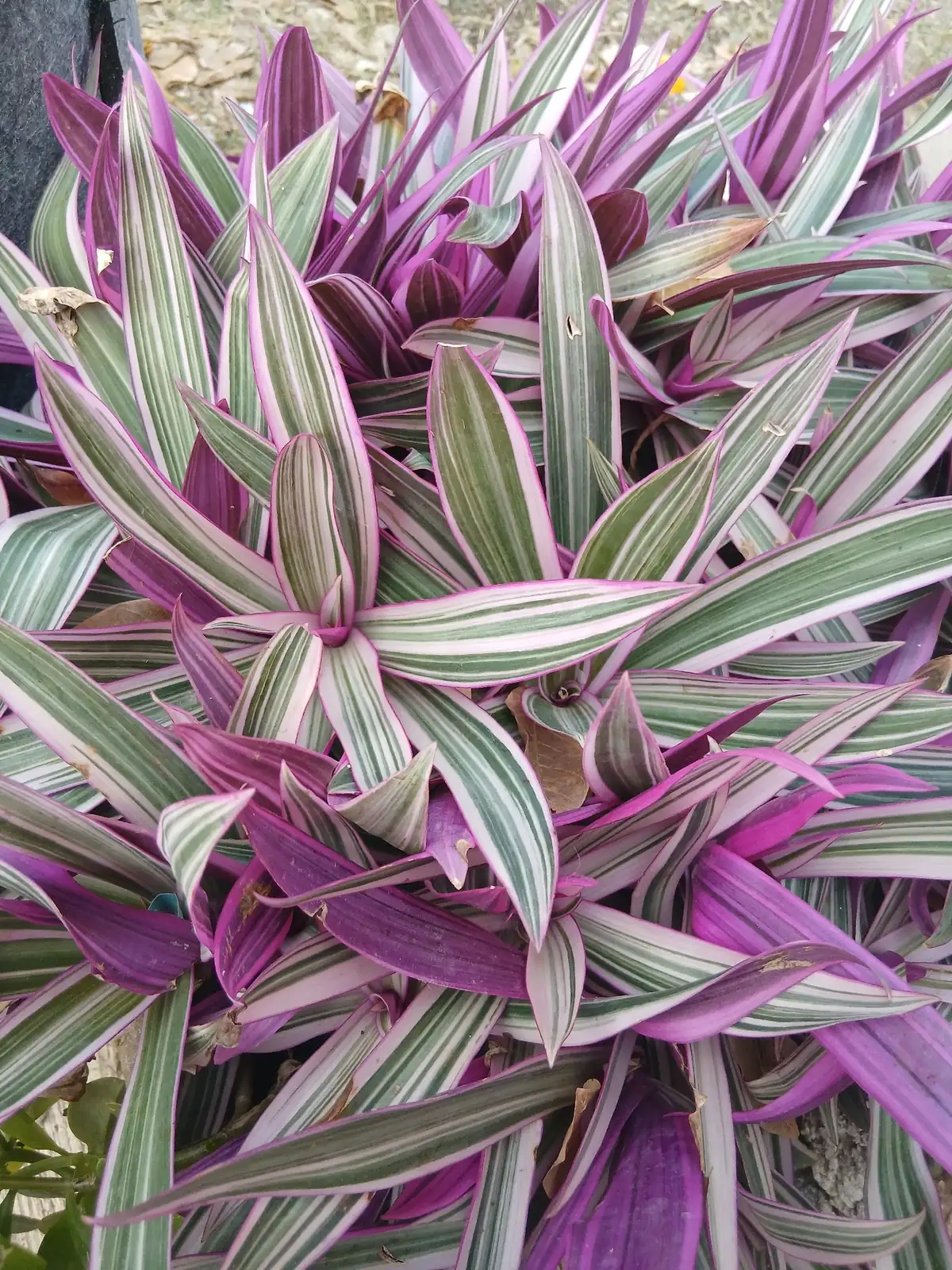 紫背万年青 (Tradescantia spathacea) — 更多视角