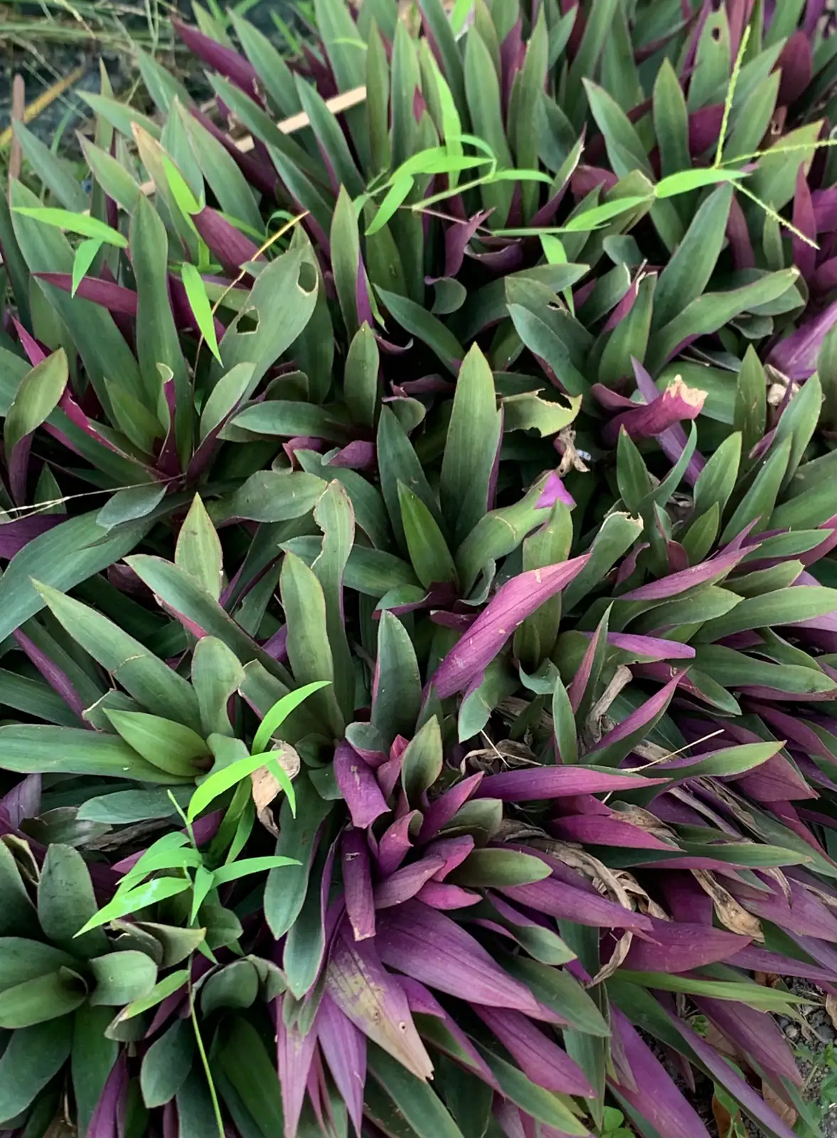 紫背万年青 (Tradescantia spathacea) — 更多视角