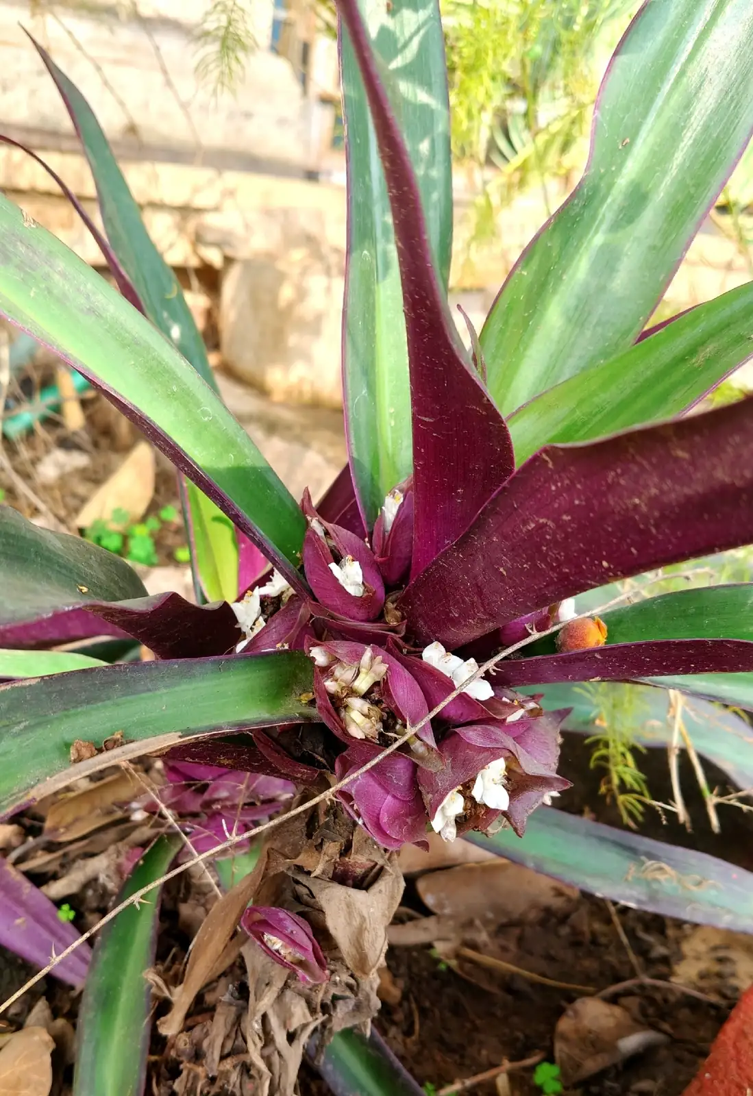 紫背万年青 (Tradescantia spathacea) — 更多视角