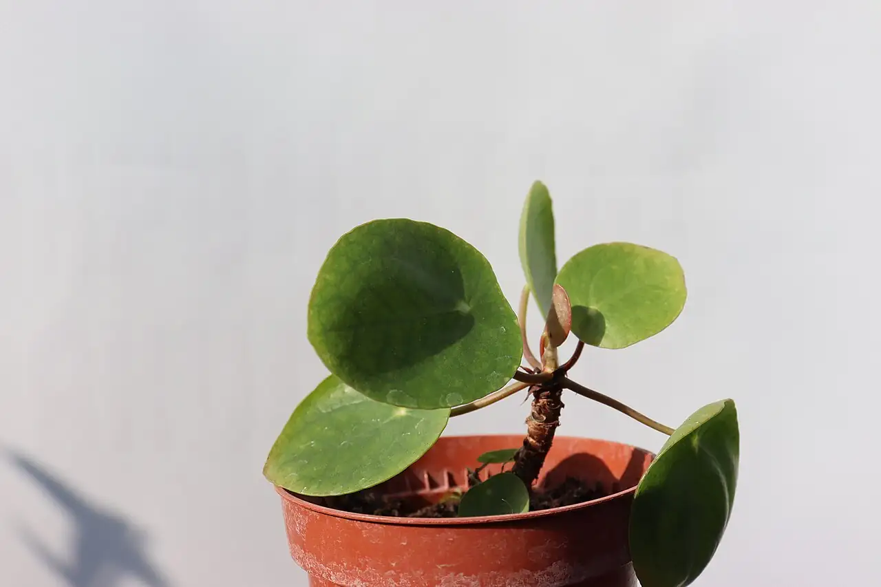 镜面草 (Pilea peperomioides) — 细节