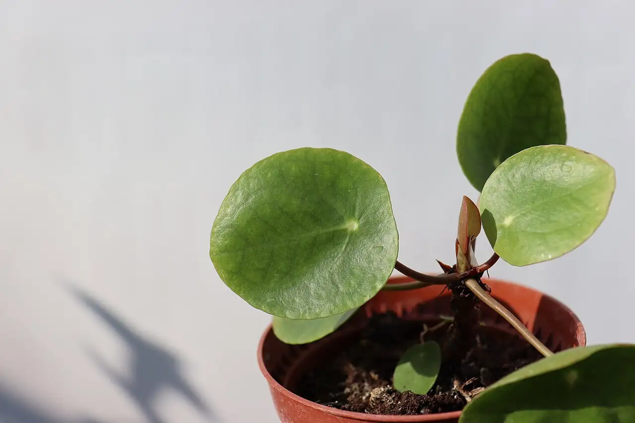 镜面草 (Pilea peperomioides) — 特写