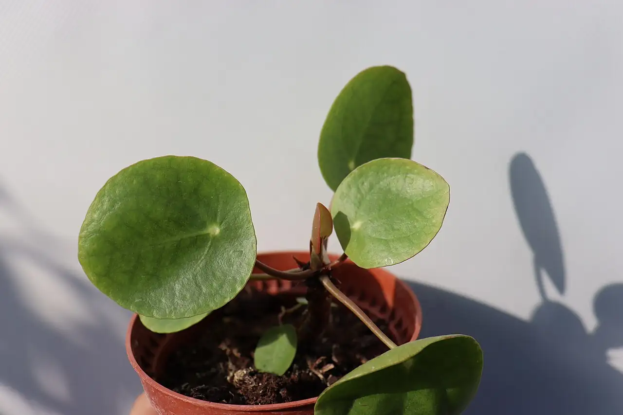 镜面草 (Pilea peperomioides) — 环境展示