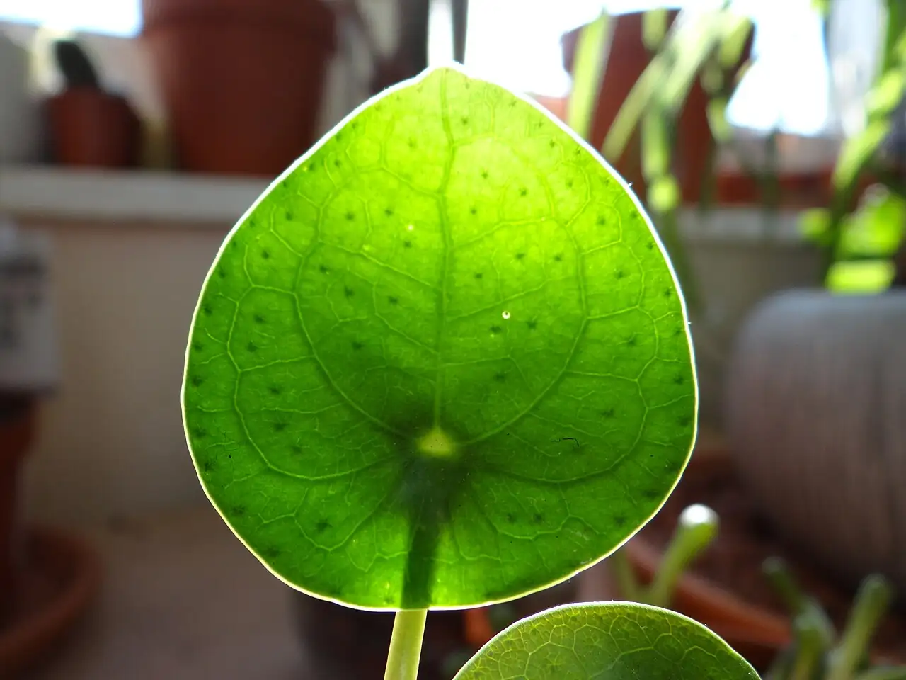 镜面草 (Pilea peperomioides) — 更多视角