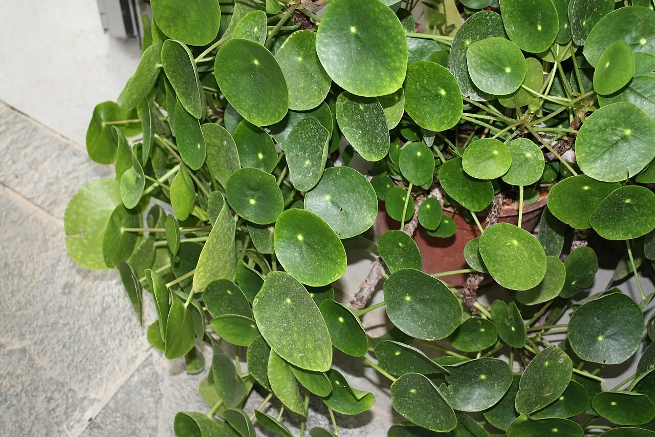 镜面草 (Pilea peperomioides) — 更多视角