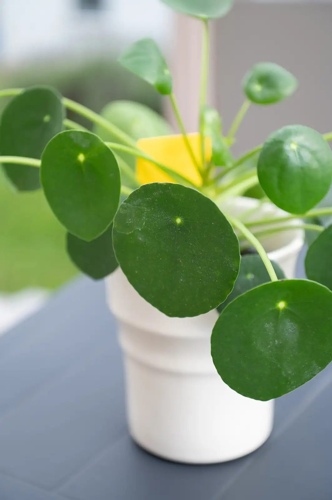 镜面草 (Pilea peperomioides) — 更多视角