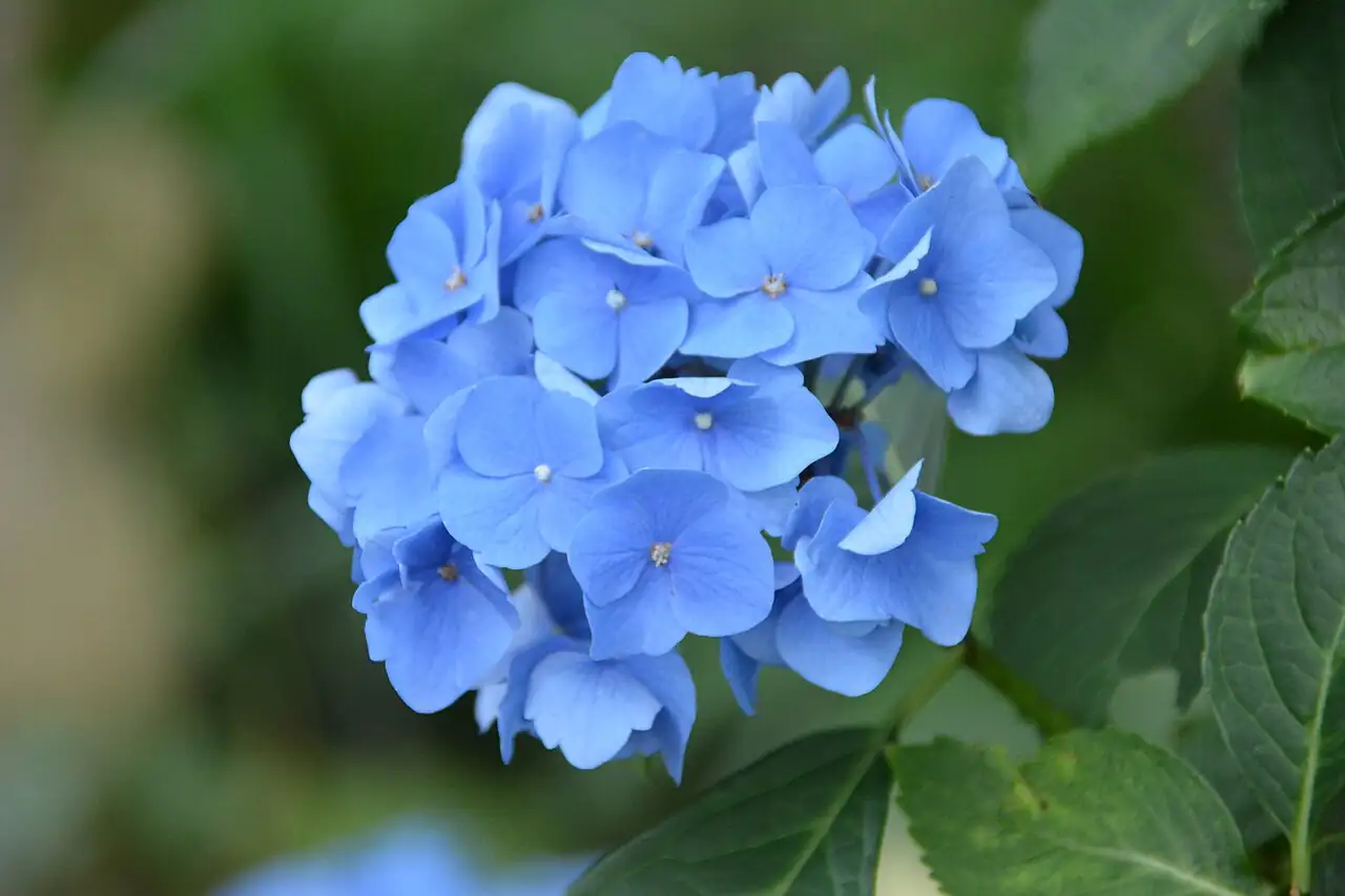 绣球 (Hydrangea macrophylla) — 更多视角