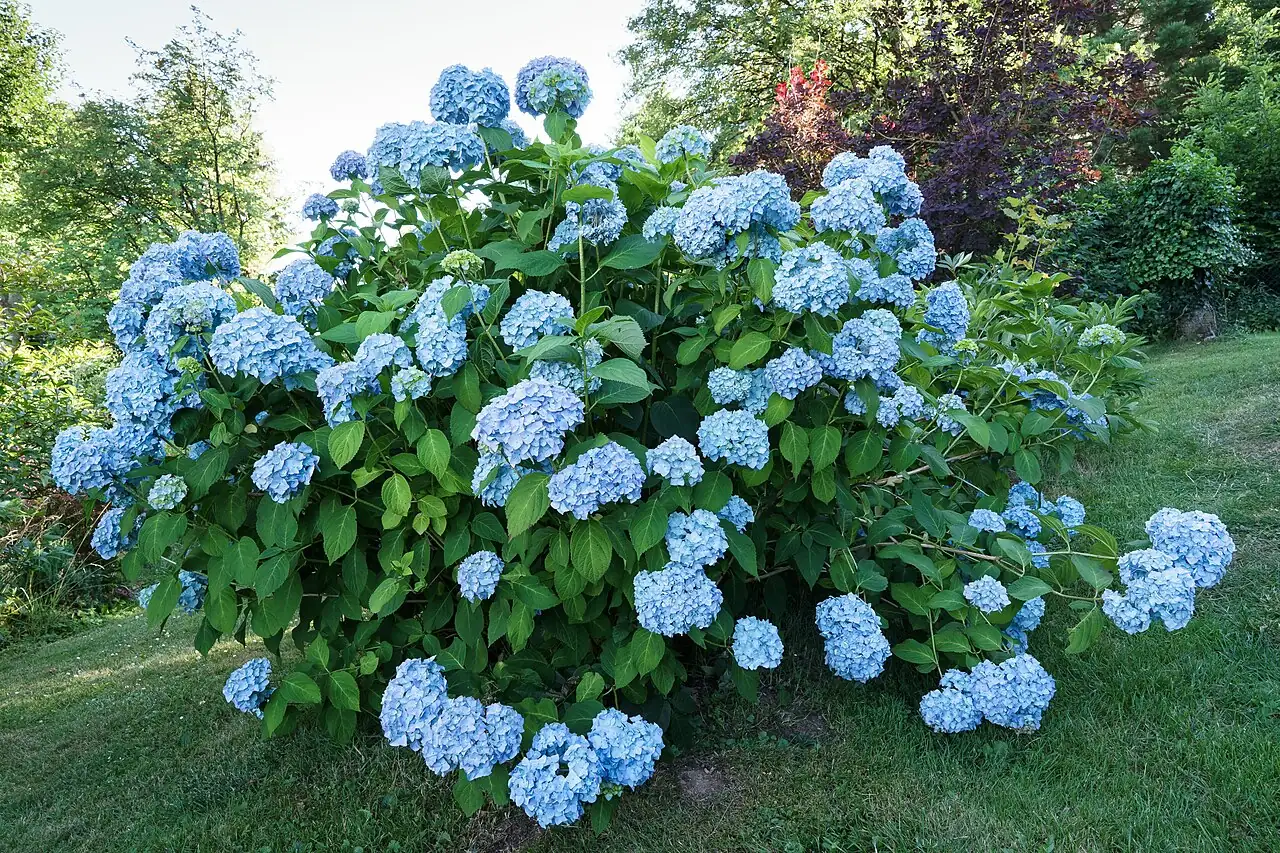 绣球 (Hydrangea macrophylla) — 特写