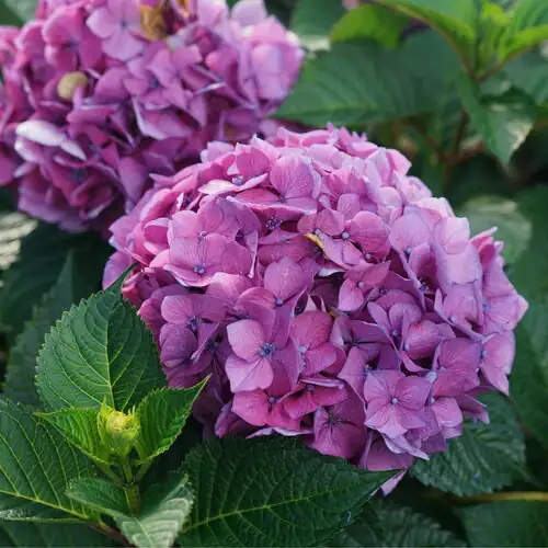 绣球 (Hydrangea macrophylla) — 主图
