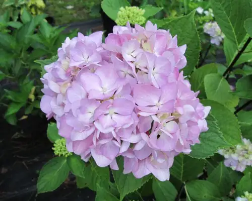 绣球 (Hydrangea macrophylla) — 细节