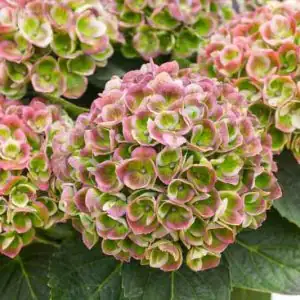 绣球 (Hydrangea macrophylla) — 更多视角