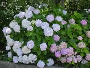 绣球 (Hydrangea macrophylla) — 更多视角