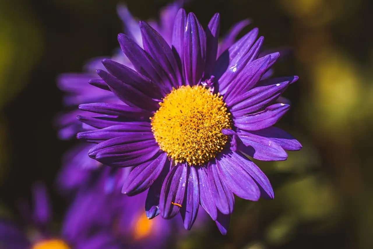 高山紫菀 (Aster alpinus L.) — 主图