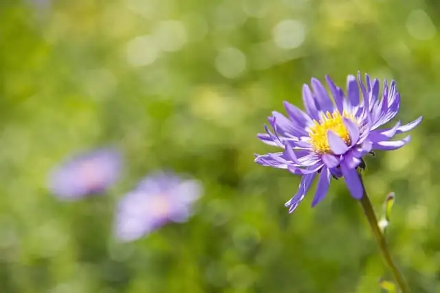 高山紫菀 (Aster alpinus L.) — 更多视角