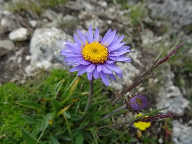 高山紫菀 (Aster alpinus L.) — 更多视角