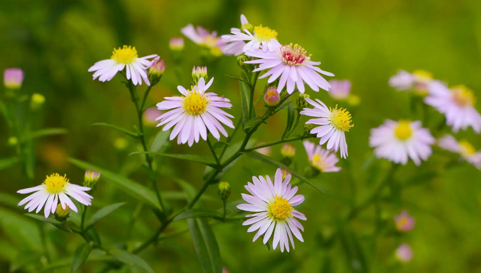 高山紫菀 (Aster alpinus L.) — 环境展示