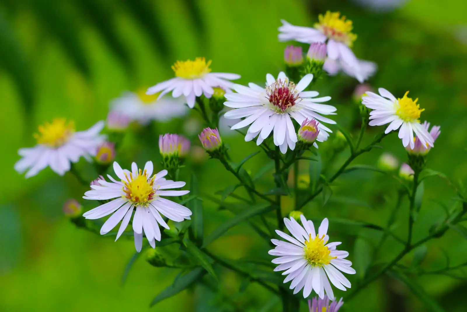高山紫菀 (Aster alpinus L.) — 更多视角