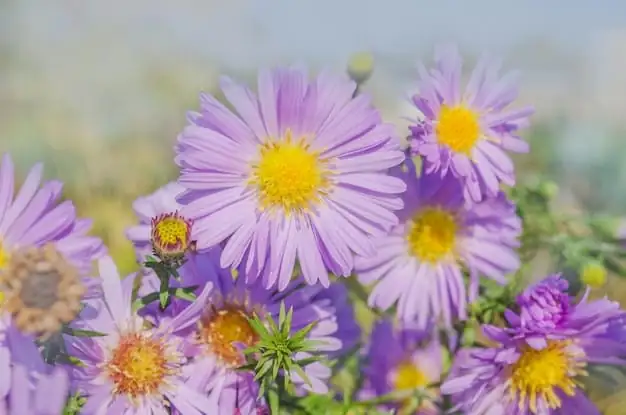 高山紫菀 (Aster alpinus L.) — 特写
