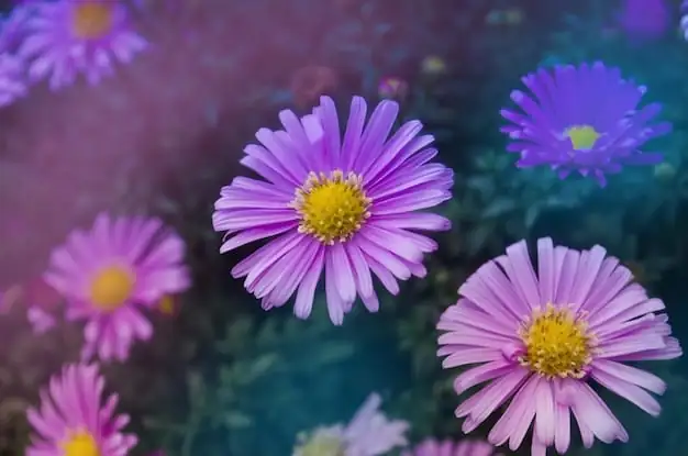 高山紫菀 (Aster alpinus L.) — 细节