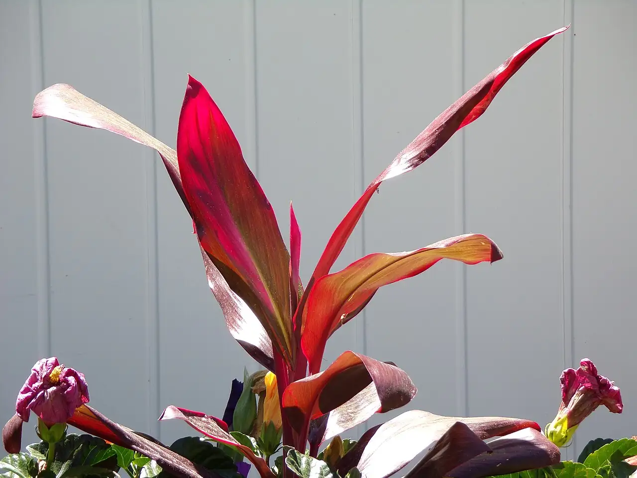 千年木 (Cordyline fruticosa) — 细节