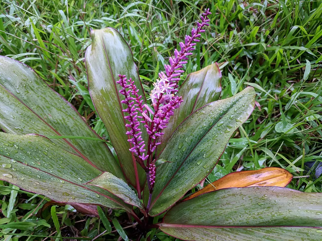 千年木 (Cordyline fruticosa) — 特写