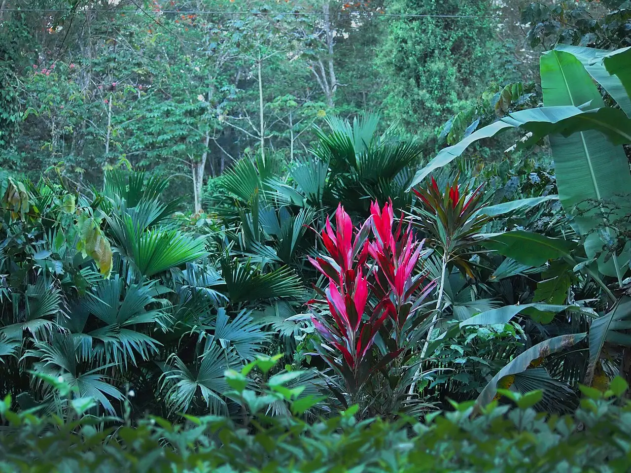 千年木 (Cordyline fruticosa) — 更多视角