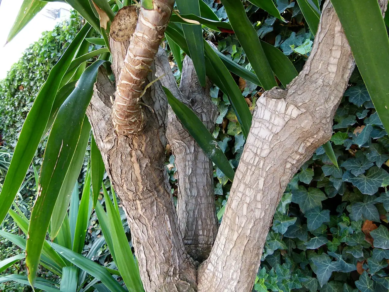 巨丝兰 (Yucca elephantipes) — 细节
