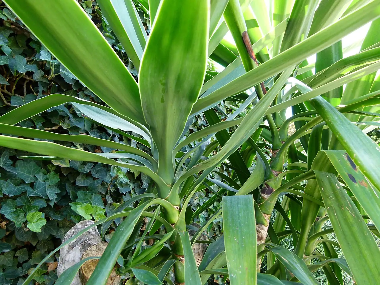 巨丝兰 (Yucca elephantipes) — 环境展示