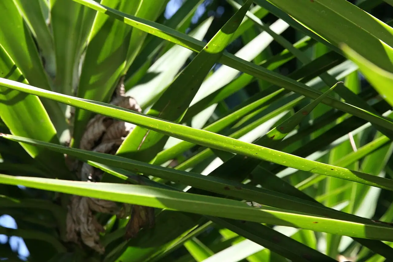 巨丝兰 (Yucca elephantipes) — 更多视角