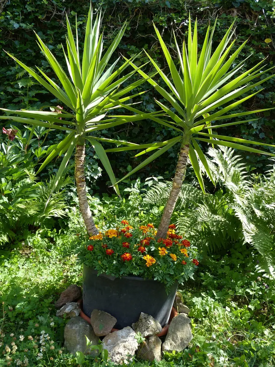 巨丝兰 (Yucca elephantipes) — 特写