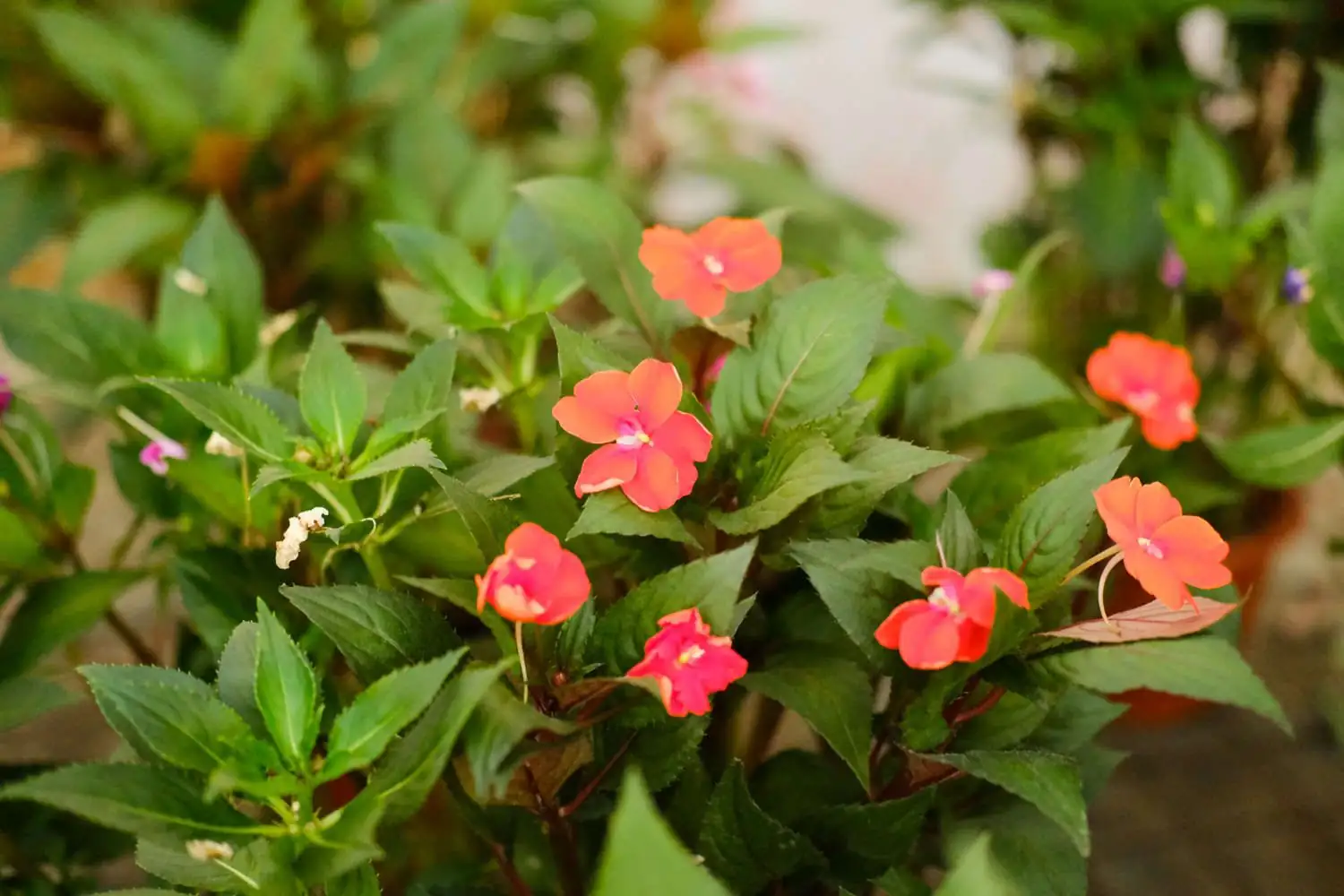 凤仙花 (Impatiens balsamina L.) — 细节