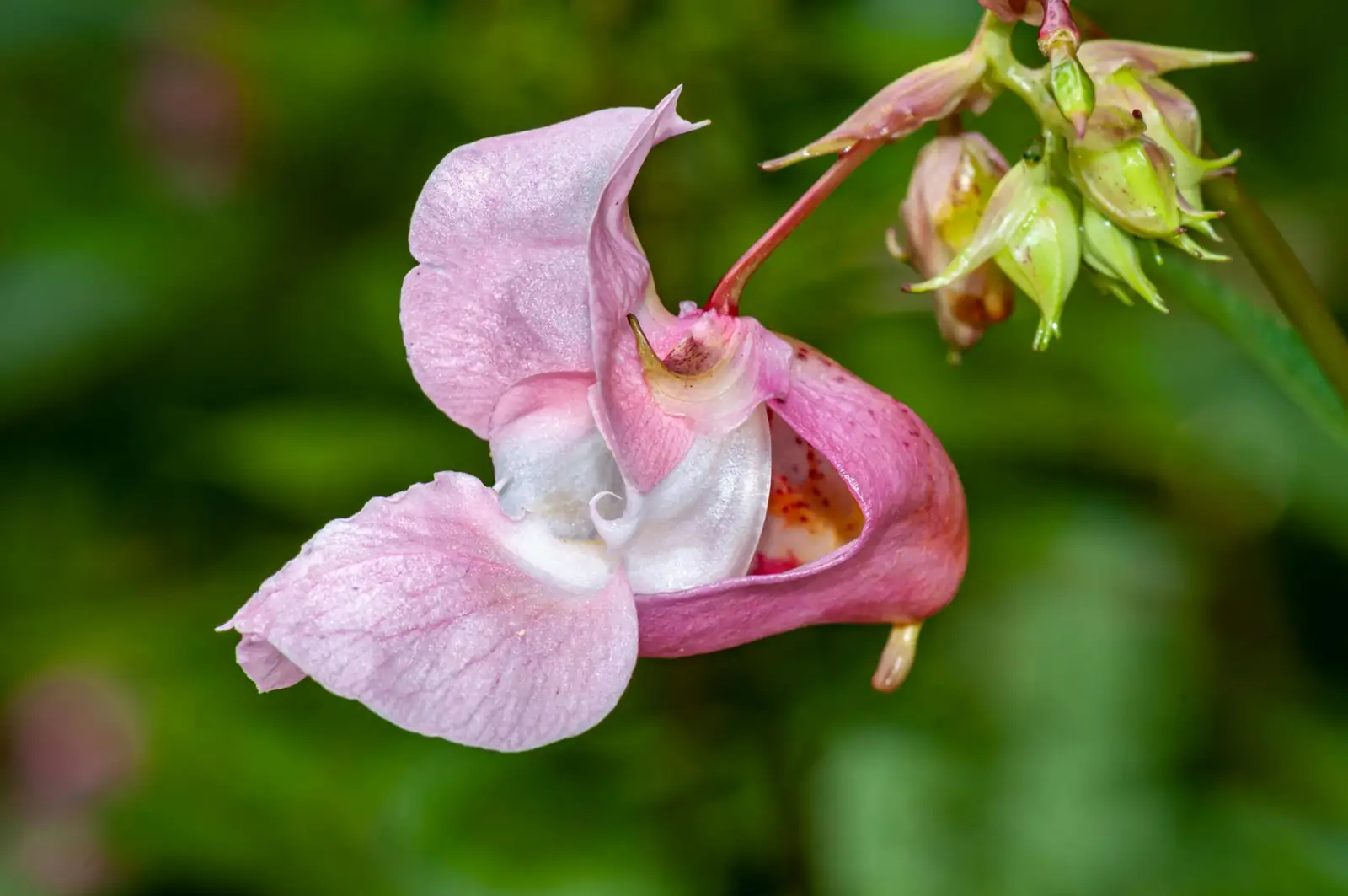 凤仙花 (Impatiens balsamina L.) — 更多视角