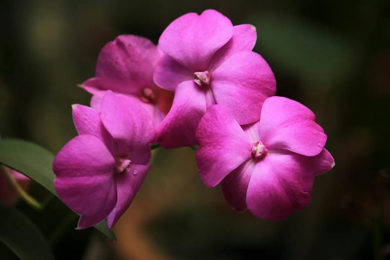 凤仙花 (Impatiens balsamina L.) — 环境展示