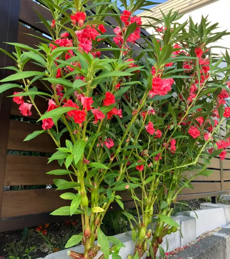 凤仙花 (Impatiens balsamina L.) — 更多视角