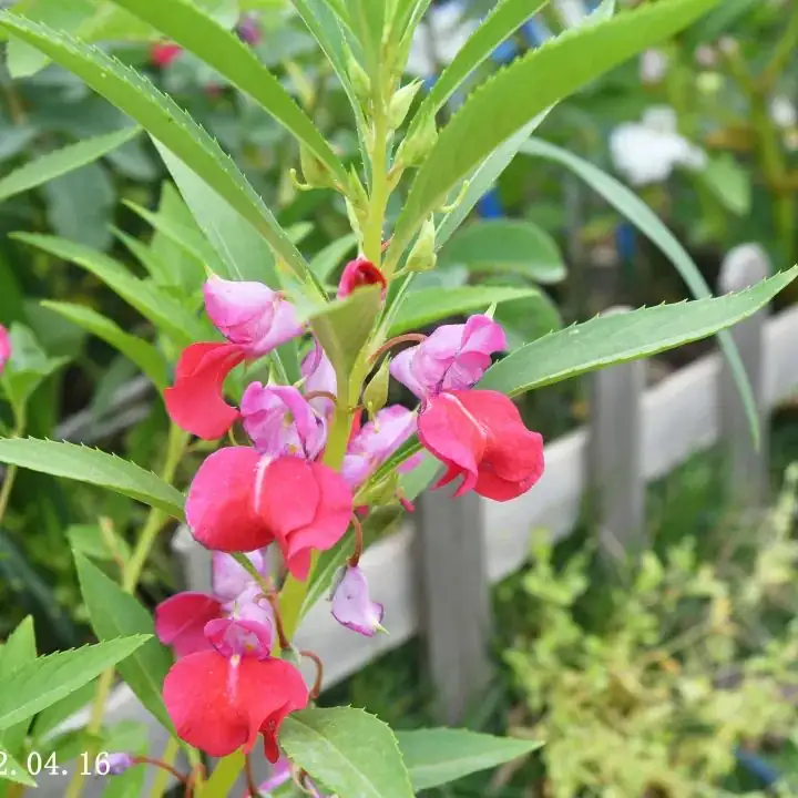 凤仙花 (Impatiens balsamina L.) — 特写