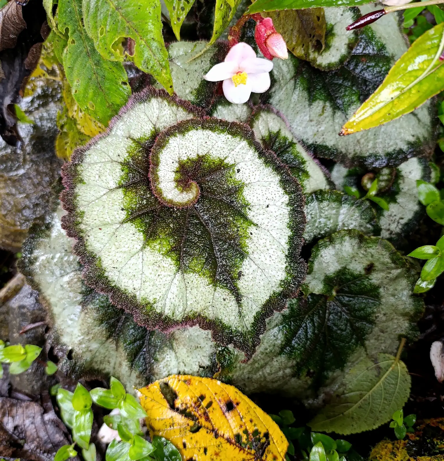 螺叶秋海棠 (Begonia rex-cultorum Group (spiral-leaved cultivars)) — 特写