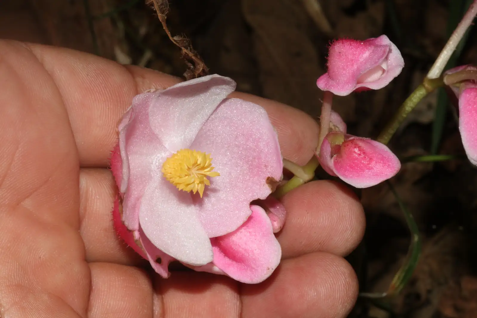 螺叶秋海棠 (Begonia rex-cultorum Group (spiral-leaved cultivars)) — 更多视角