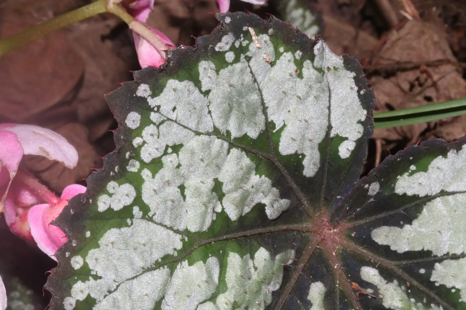 螺叶秋海棠 (Begonia rex-cultorum Group (spiral-leaved cultivars)) — 更多视角