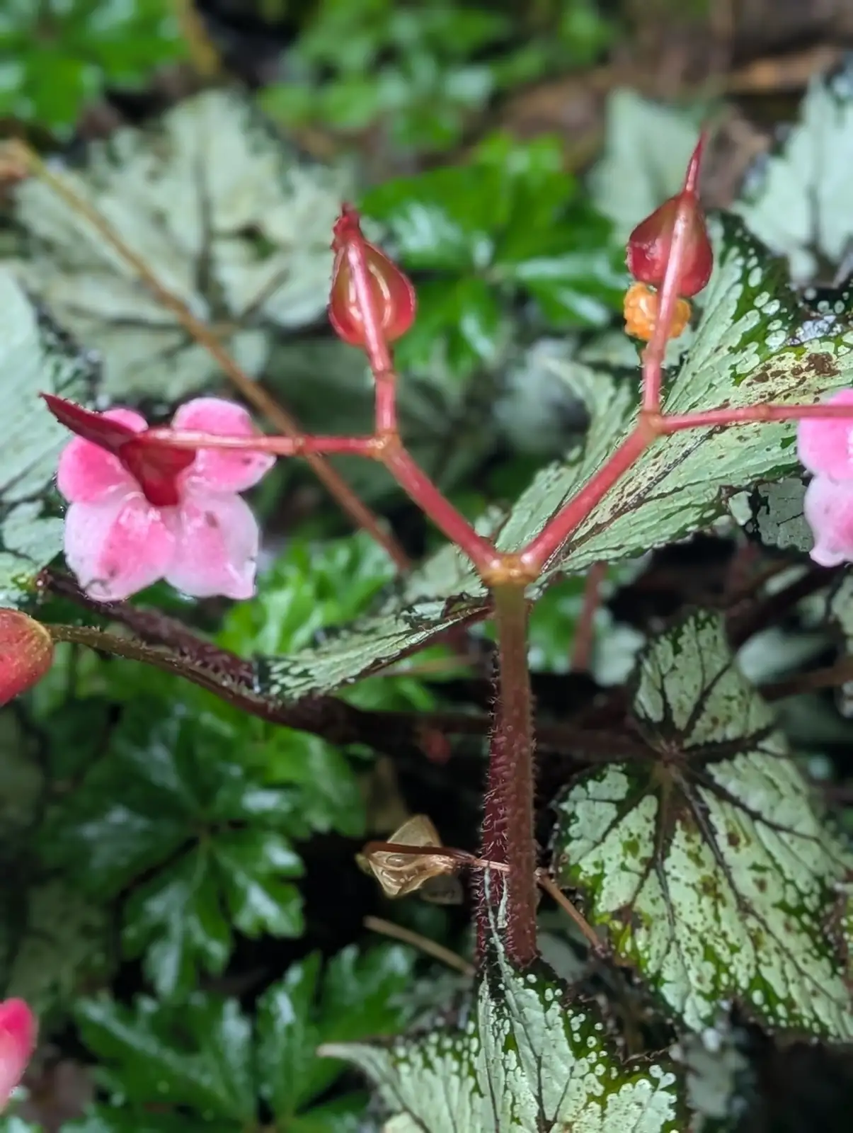 螺叶秋海棠 (Begonia rex-cultorum Group (spiral-leaved cultivars)) — 细节